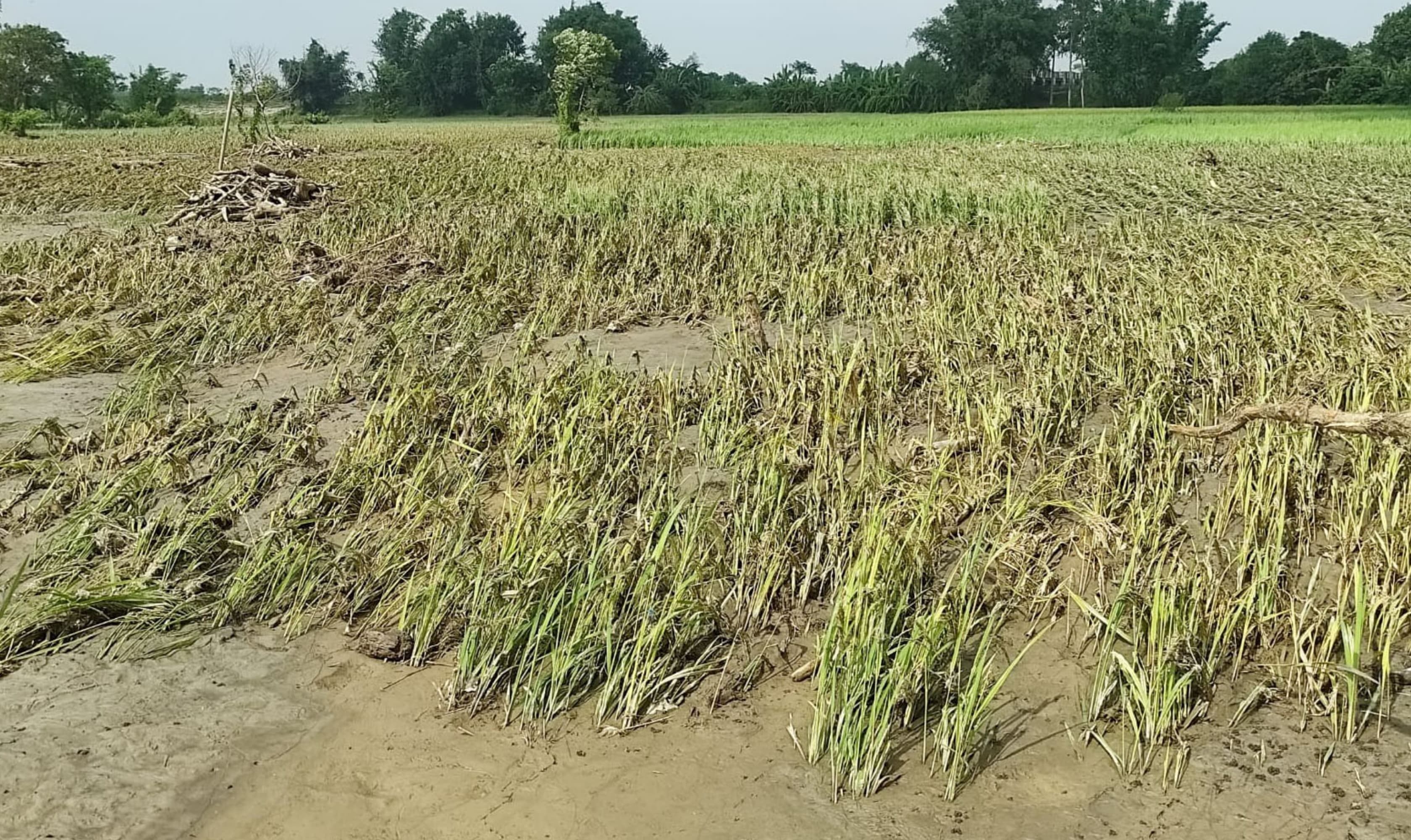 Unseasonal Rainfall Inflicts Over Rs 3.5 Billion Loss on Nepal’s Agriculture