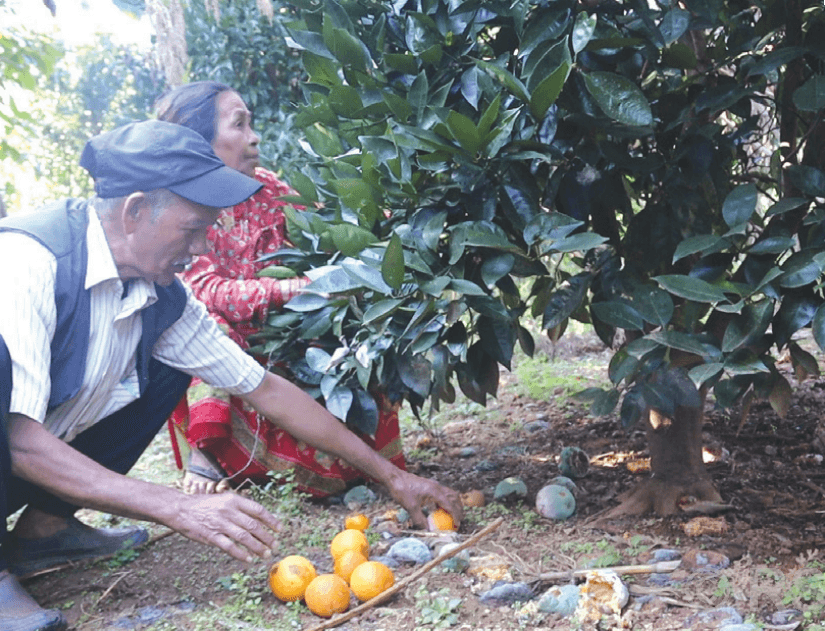 सुन्तलामा टिप्ने बेलाको कीरा लागेपछि कृषक चिन्तित
