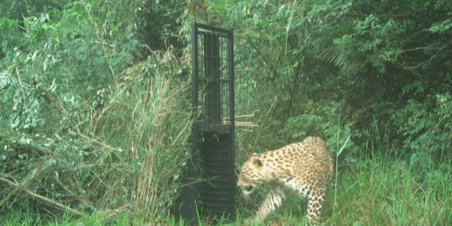 Locals Surround District Office In Protest Over Government Inaction On Fatal Leopard Attacks